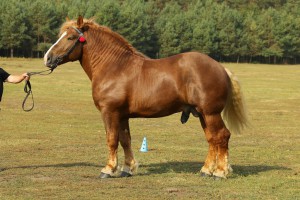 ARON (Framand - Ahugara po Gracjan), Rasa: z/sztum, Bonitacja: 82 pkt Wymiary: 162-240-27,5, Wynik pr&oacute;by: 9/10 pkt., Właściciel: Grzegorz Wiszowaty, 662 860 542