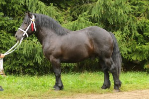 BARWNY (Umik - Beka po Tulipan), Bonitacja: 80 pkt, Wymiary: 155-220-26, Wynik pr&oacute;by: 10/10 pkt., Właściciel: Mikołaj Wawrzeniuk. 668 441 368