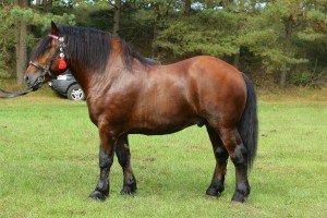 BELF (Bonar - Belka po Format), Bonitacja: 81 pkt, Wymiary: 158-220-25, Wynik pr&oacute;by: 9/10 pkt., Właściciel: Janusz Zachariasz, 508 718 890