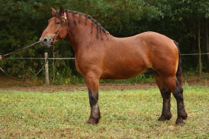 BOHUN (Brutus - Bokinka po Upust), Bonitacja: 83 pkt, Wymiary: 164-225-27, Wynik pr&oacute;by: 22/25 pkt., Właściciel: Bazyli Sawczuk, 608 640 896