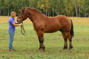 BOLTON (Mamrot - Bolonia po Bicz), Bonitacja: 81 pkt, Wymiary: 159-200-26, Wynik pr&oacute;by: 17/25 pkt., Właściciel: Bazyli Sawczuk, 608 640 896