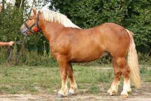 BRYLANT (As - Bosta po Wars), Bonitacja: 81 pkt, Wymiary: 158-225-26, Wynik pr&oacute;by: 10/10 pkt., Właściciel: Czesław Białous, 693 745 049