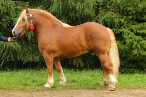 CAŁUS (Roki - Całuska po Weron), Bonitacja: 82 pkt, Wymiary: 158-220-26, Wynik pr&oacute;by: 9/10  Właściciel: Zdzisław Ciborowski, 697 528 904