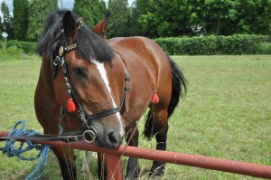 DSC_0433-5f106576d0f60