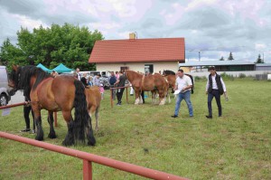 DSC_0470-5f1063fe8f048