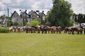 DSC_0474-5f10645cb17f2