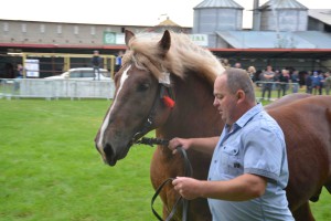 DSC_1038-5f7ed20049ddf