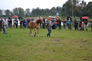 DSC_1053-59bb9b10b9da0