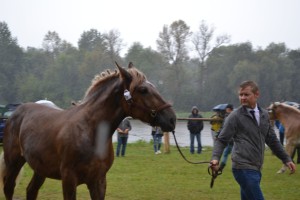 DSC_1072-59bb9b9eecaaf