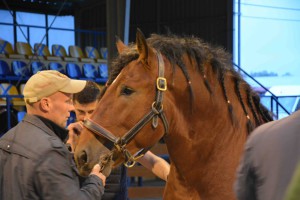 DSC_1074-5f7ed21d488b9