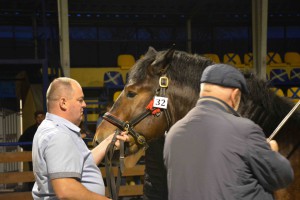 DSC_1102-5f7ed23d3f48b