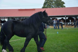 DSC_1134-5f7ed24c2b354