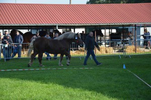 DSC_1148-5f7ed25672dee