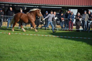 DSC_1169-5f7ed26316cce