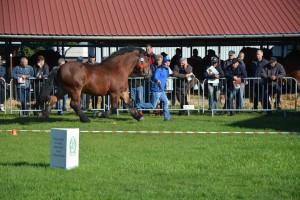 DSC_1218-5f7ed293e03e1