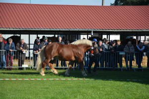 DSC_1223-5f7ed293bc443