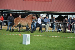 DSC_1331-5f7ed31115799