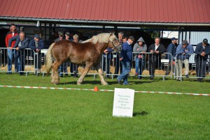 DSC_1491-5f7ed43d3bd19