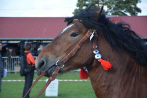 DSC_1506-5f7ed446b5c71