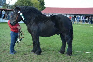 DSC_1566-5f7ed476cacee