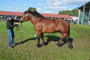 DSC_1580-5f7ed48a93c9b