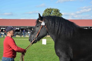 DSC_1595-5f7ed49e17ee6