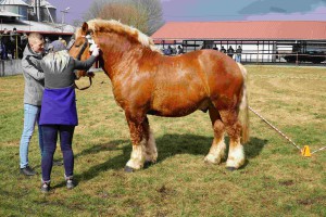 DSC01014-605af63d7715e