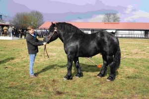 DSC01021-605af63d67d88