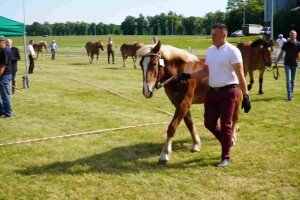 DSC06454-647da9e99748d