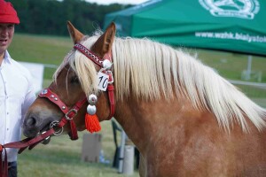 DSC06560-647dab894f161