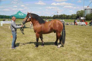 DSC06996-647daedf1dbcb