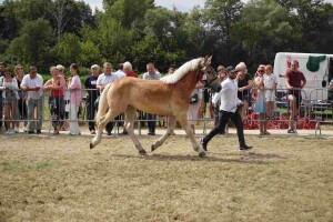 DSC07430-64be3a7a05aae