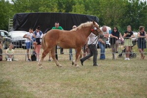 DSC07464-64be3ac57f151