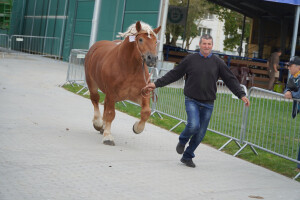 DSC09381-651d533a36b88