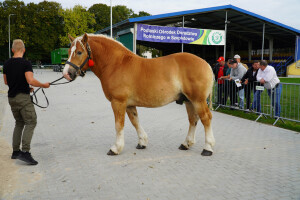 DSC09393-651d535950f7f