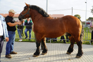 DSC09417-651d5392c8e76