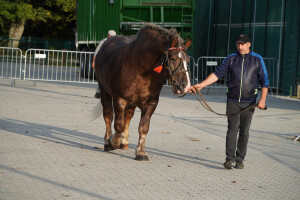 DSC09437-651d53d0b0a09