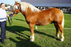 DSC09463-651d542a05939