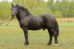 ERYKSON (Roki - Eureka po Blondyn), Bonitacja: 80 pkt, Wymiary: 157-215-26, Wynik pr&oacute;by: 9/10 pkt., Właściciel: Piotr Wasiluk, 607 274 387