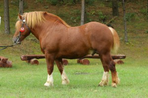 FREZER (Bonar - Frotka po Erun), Bonitacja: 84 pkt, Wymiary: 157-225-26, Wynik pr&oacute;by: 8/10  Właściciel: Janusz Zachariasz, 508 718 890