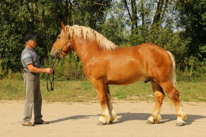 GALEON (Taflon - Grzywa po Amor), Bonitacja: 81 pkt, Wymiary: 155-210-25,5, Wynik pr&oacute;by: 8/10 pkt., Właściciel: Andrzej Osakowicz, 609 610 918