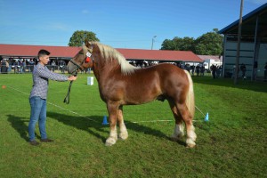 gniewko-5f7ed51e425d4