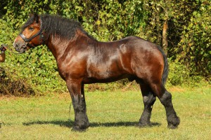 GOL (Floks - Gratka po Bonprix), Bonitacja: 80 pkt, Wymiary: 165-210-26,5, Wynik pr&oacute;by: 9/10 pkt., Właściciel: Kazimierz Wojtach, 660 512 498