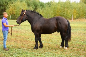 HONDURAS (Mamrot - Hajfa po Pasat), Bonitacja: 82 pkt, Wymiary: 157-210-26, Wynik pr&oacute;by: 18/25 pkt., Właściciel: Bazyli Sawczuk, 608 640 896