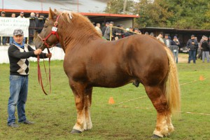 IMG_0004-5d9eeb2267939