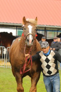 IMG_0007-5d9eeb227fa24