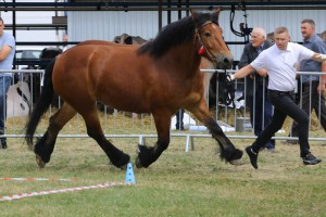 IMG_0058-5d19a07904e39