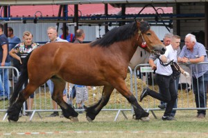 IMG_0068-5d19a0792359a