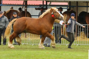 IMG_0068-5d9eeb45917e8