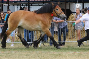 IMG_0076-5d19a08e469af